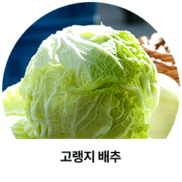 고랭지 배추